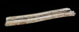 Dimetrodon Spine (Vertebrae Process) Section - Texas #68806-2